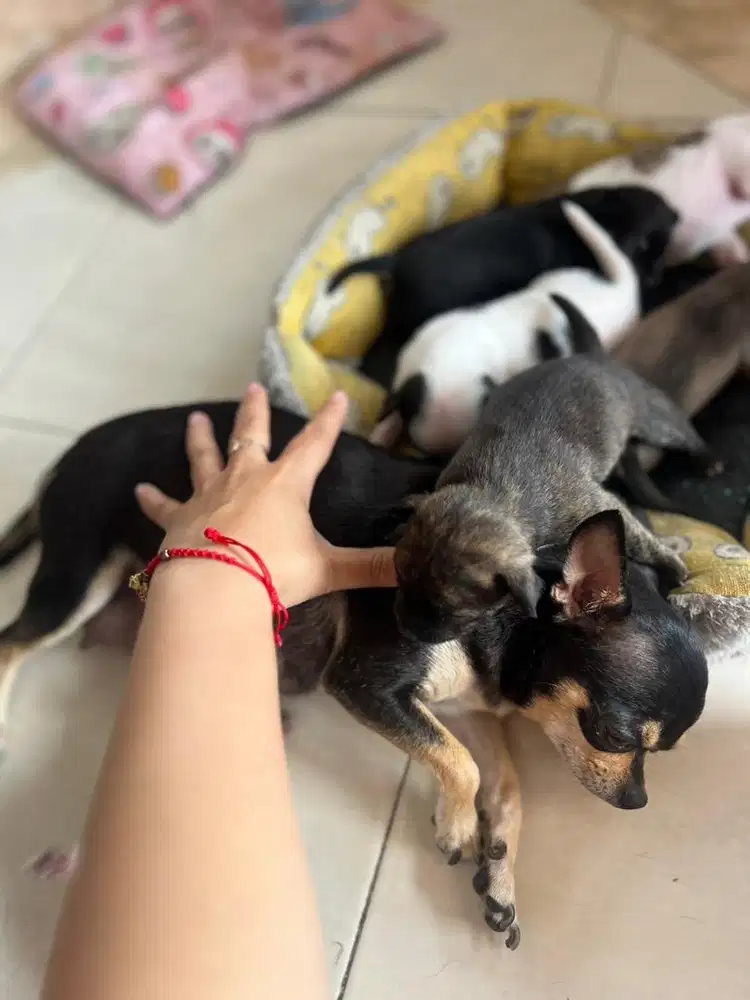 dijual anakan cihuahua terjangkau