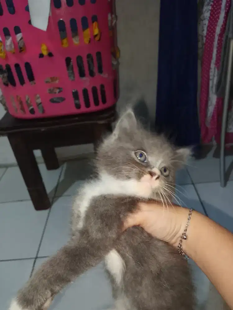 Kucing anggora medium