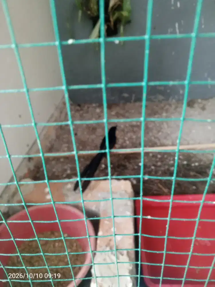 Murai batu sepasang produksi