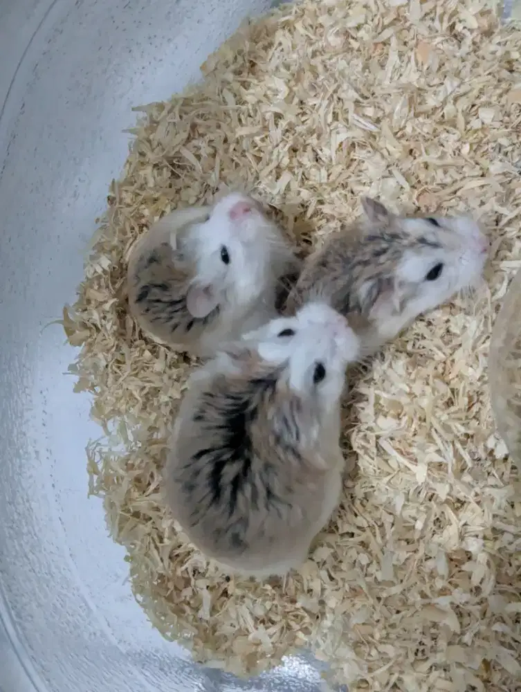 Indukan hamster roborovski no syrian or syria ww winter white campbell