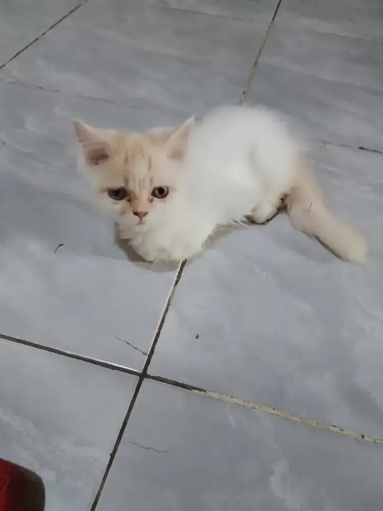 open adops kiten persia jantan