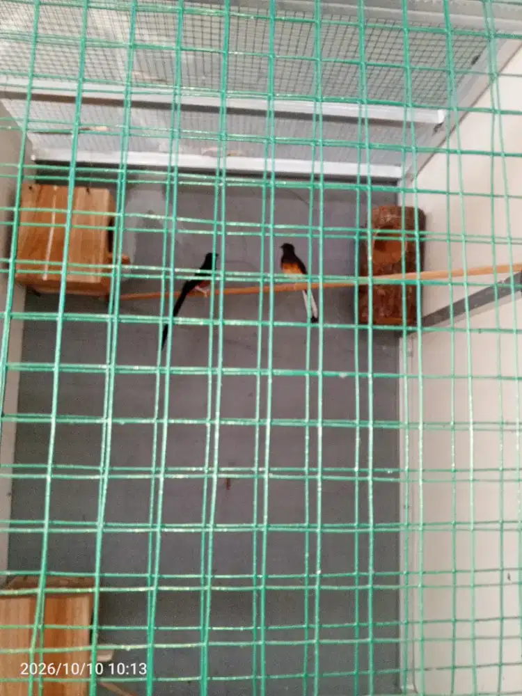 Burung murai batu asli hutan sepasang produksi
