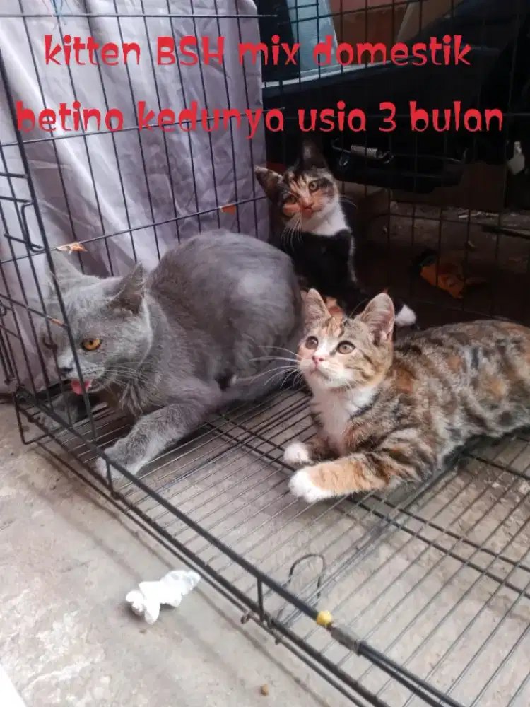Kucing British shorthair