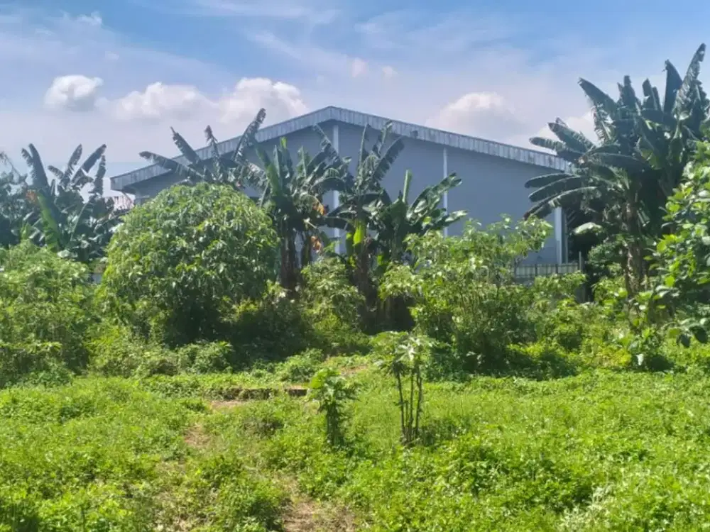 DIJUAL CEPAT MURAH TANAH DI PABUARAN GUNUNG SINDUR COCOK UNTUK INVEST