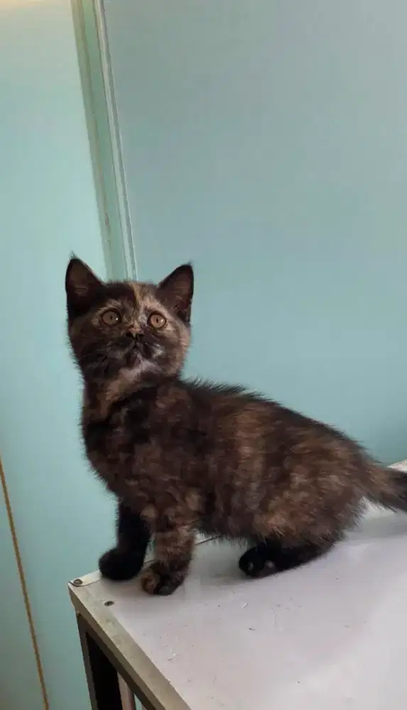 Kitten Betina anakan BSH mix persian. 2.5 bulan