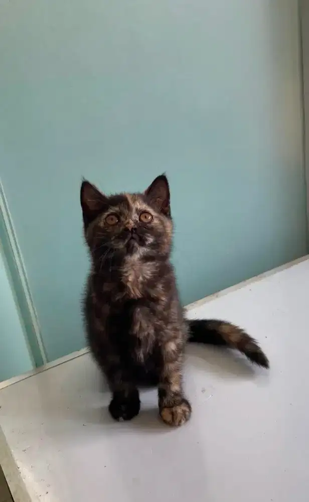 Kitten Betina anakan BSH mix persian. 2.5 bulan