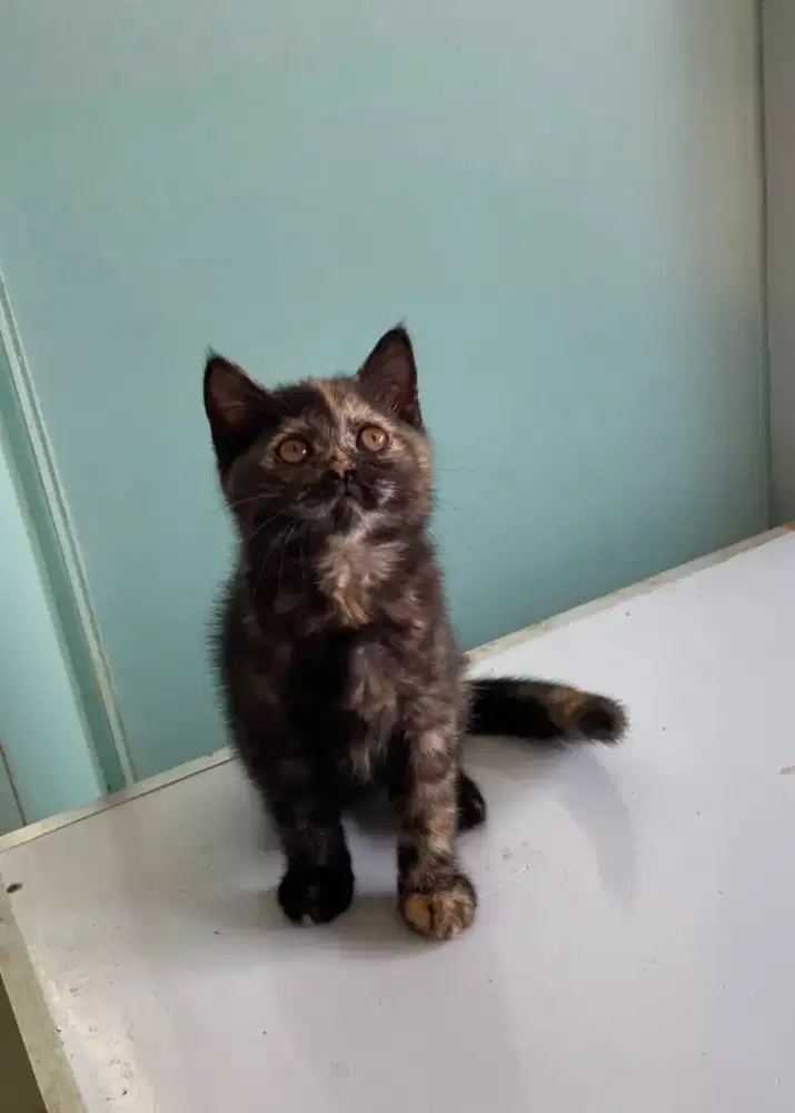 Kitten Betina anakan BSH mix persian. 2.5 bulan
