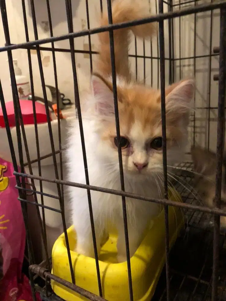 kitten persian mix peaknose