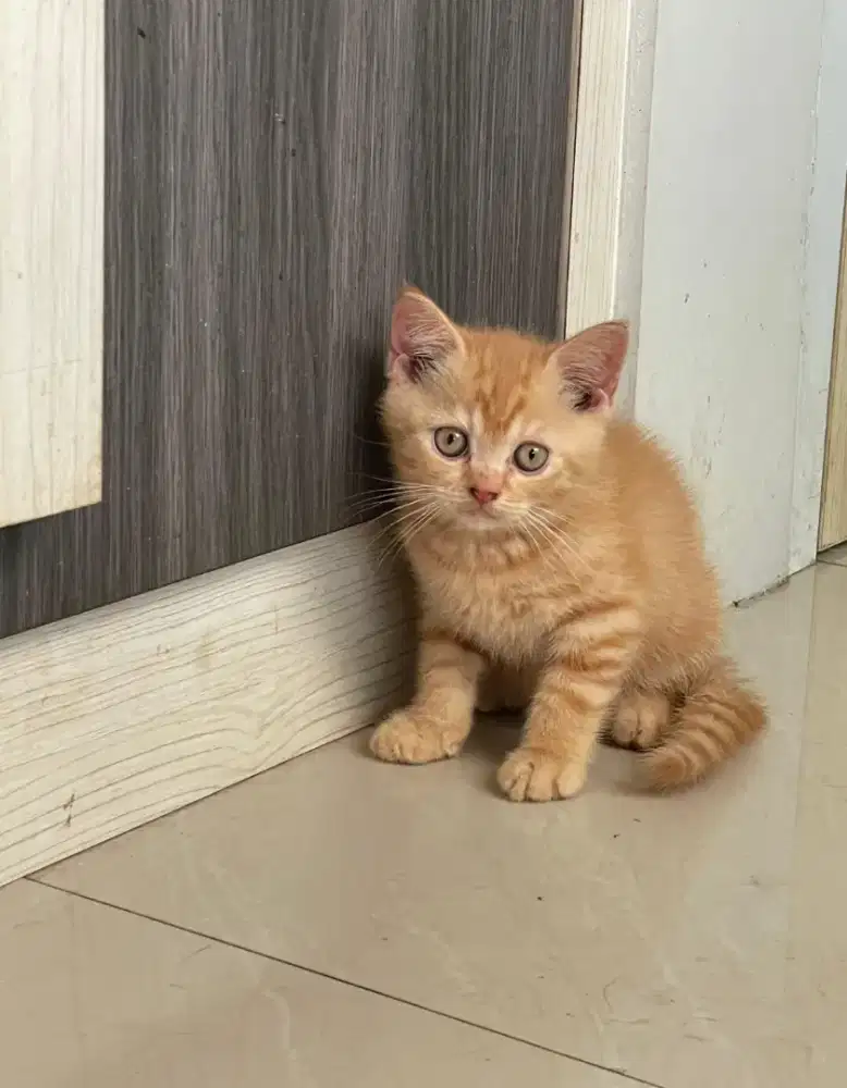 Kitten Jantan anakan BSH MIX Persian 2.5 bulan