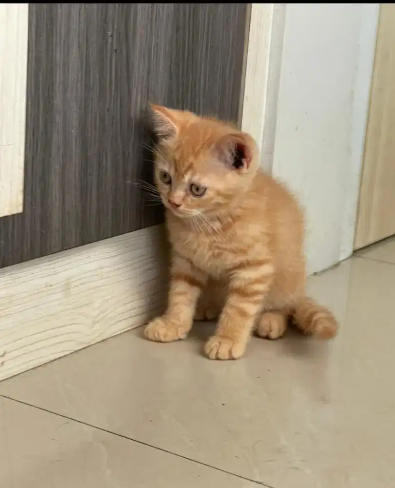 Kitten Jantan anakan BSH MIX Persian 2.5 bulan