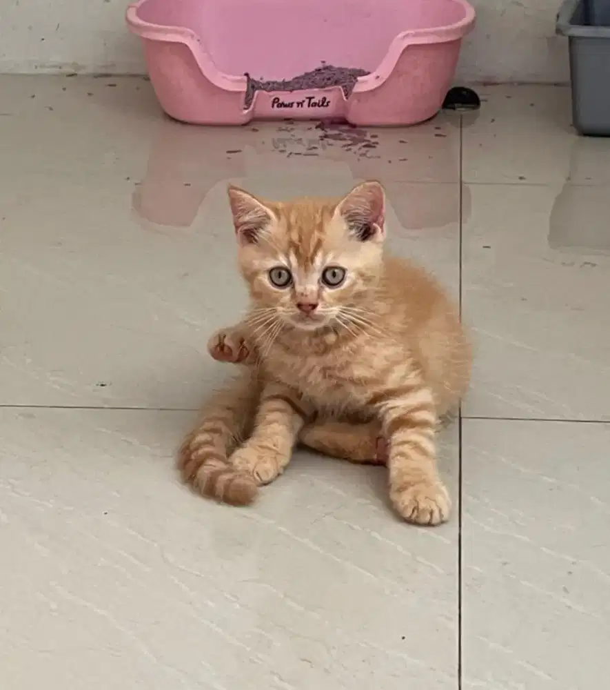 Kitten Jantan anakan BSH MIX Persian 2.5 bulan