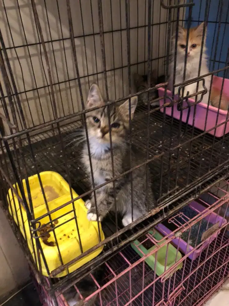 kitten persia mix peaknose