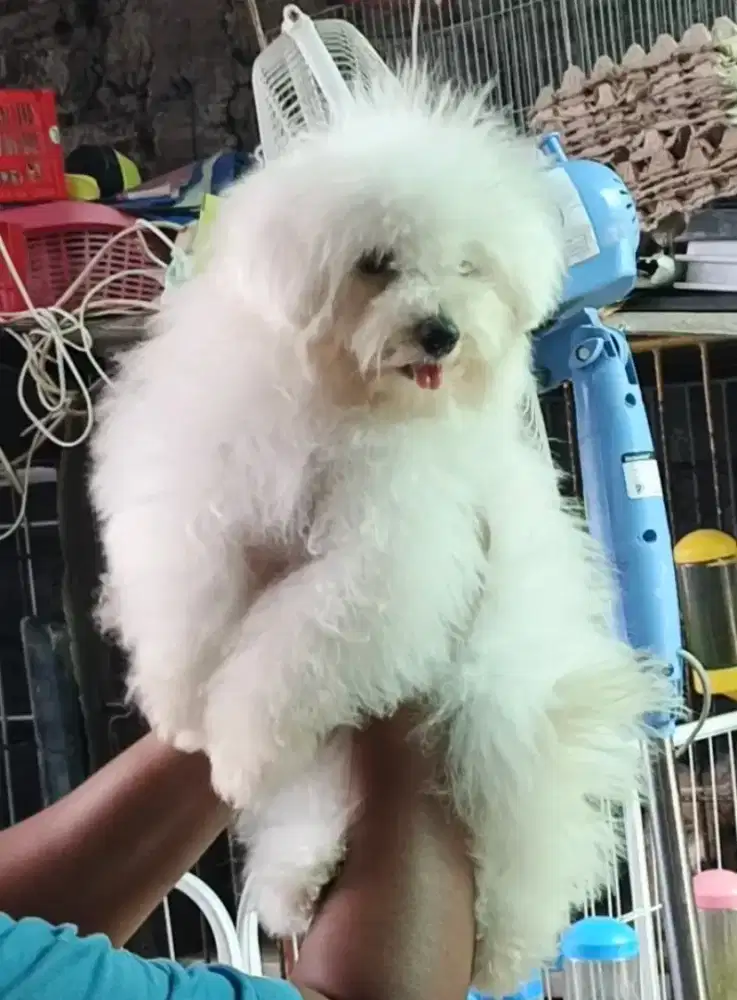 Bichon frise 3,5 bln vaksin ,non stambum