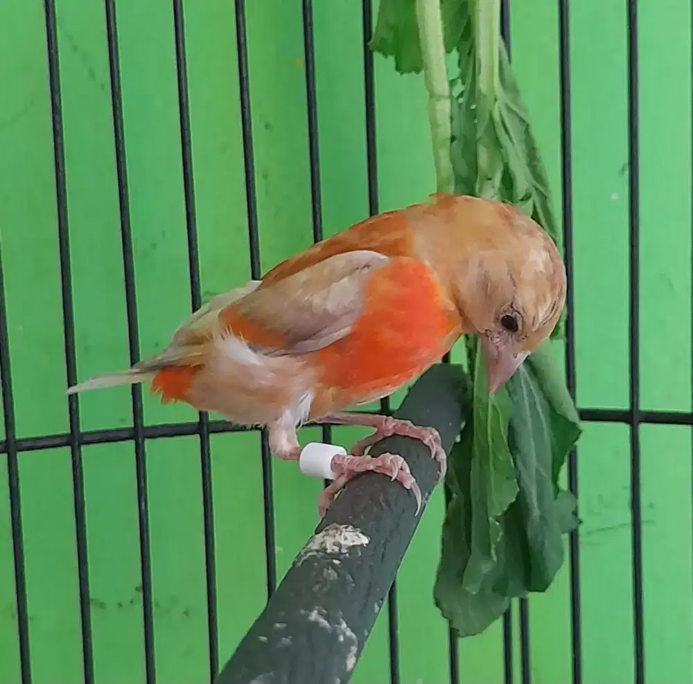 Red siskin dobel dilute