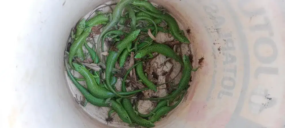 Kadal ijo sulewesi