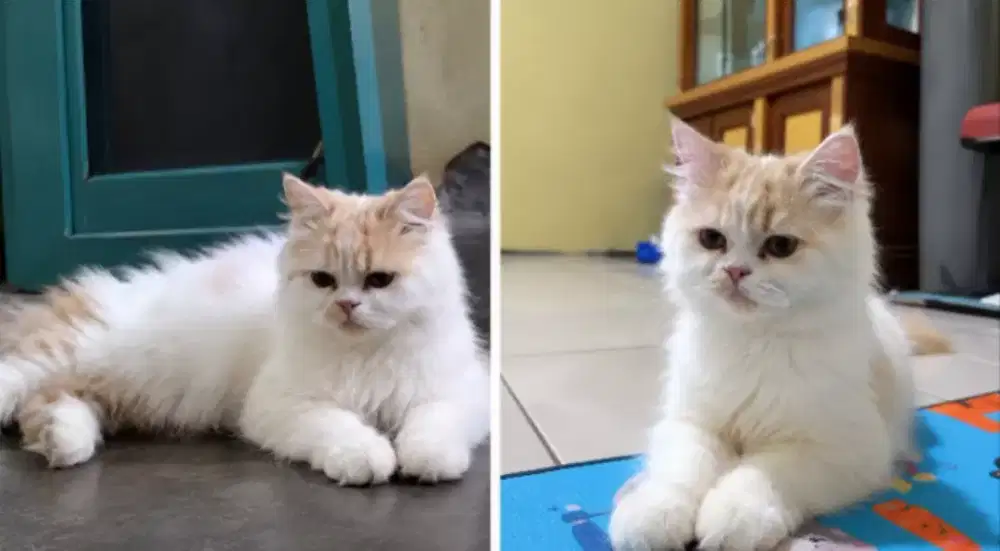 Kucing persia super flatnose dan anak 4