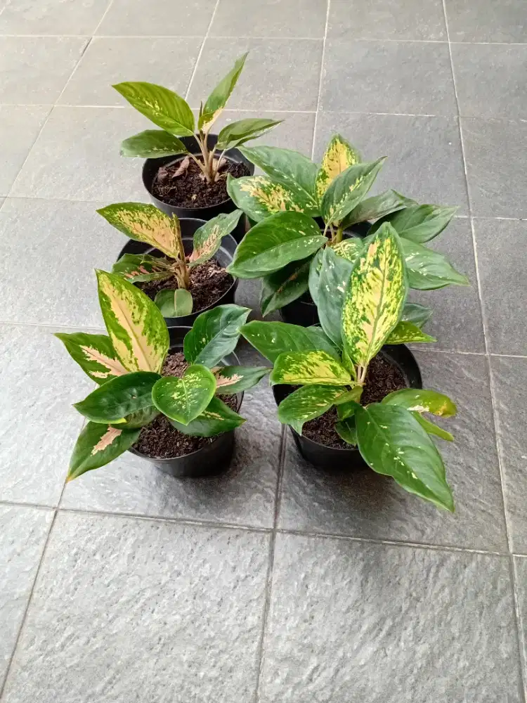 Aglonema kocin tembaga