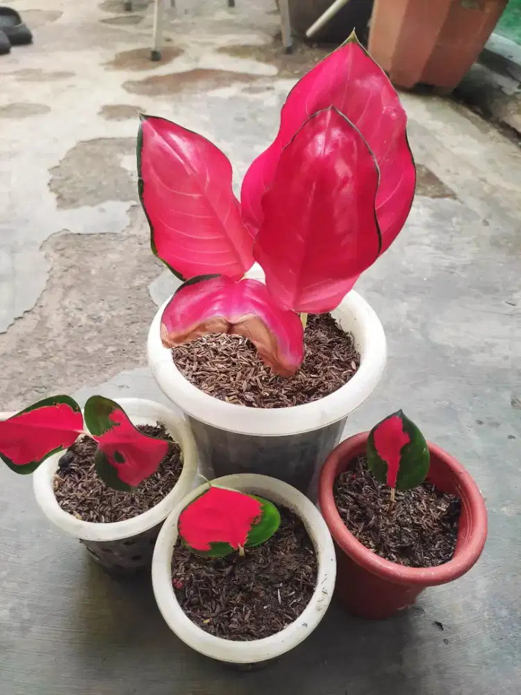 JUAL AGLONEMA SUKSOM LOKAL BACA KETERANGAN DESKRIPSI