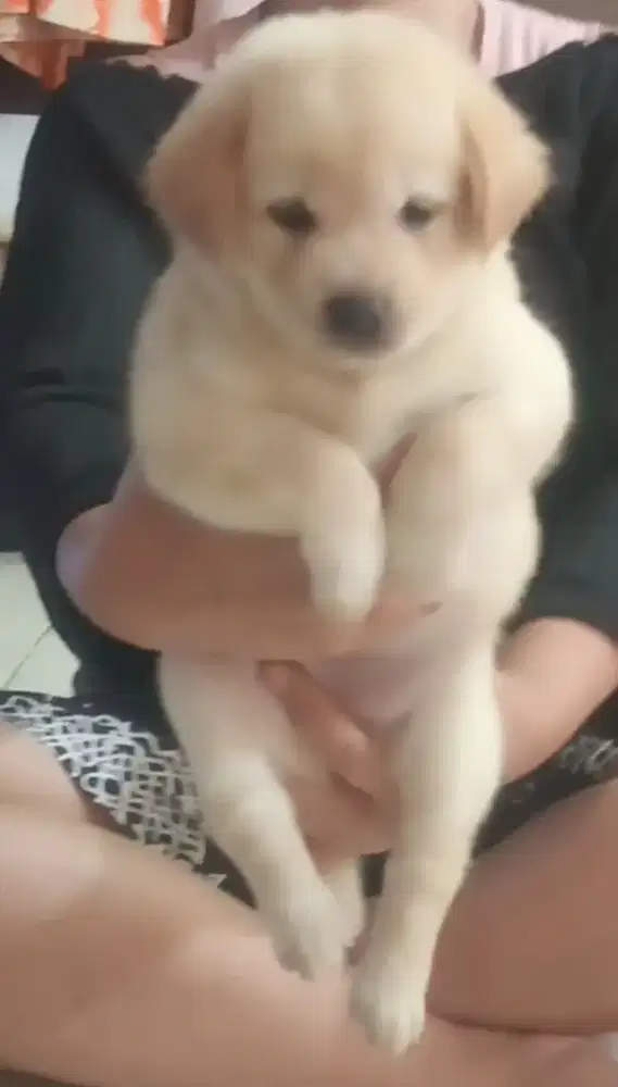 anjing puppy mix golden kintamani