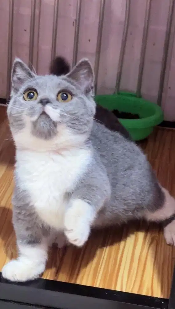 Kucing kitten munchkin BSH bico blue male