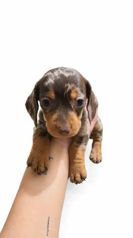 Anakan Anjing Tekel ( pure )