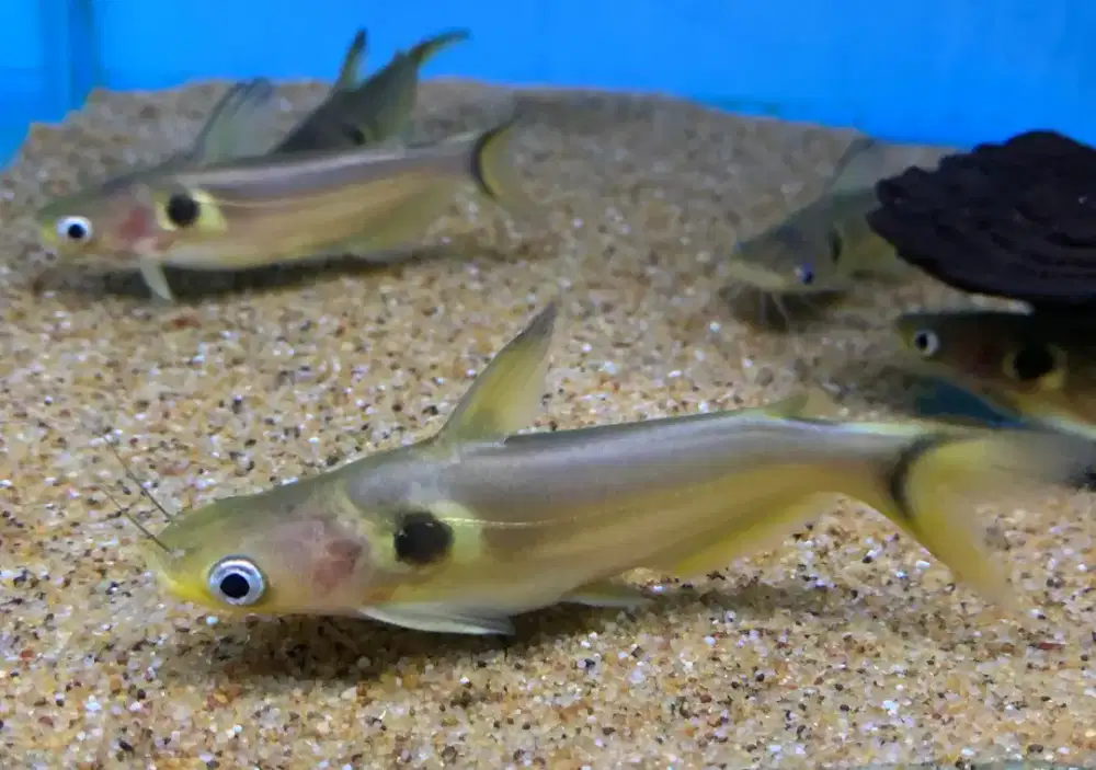 Suncatfish (Tankmate)