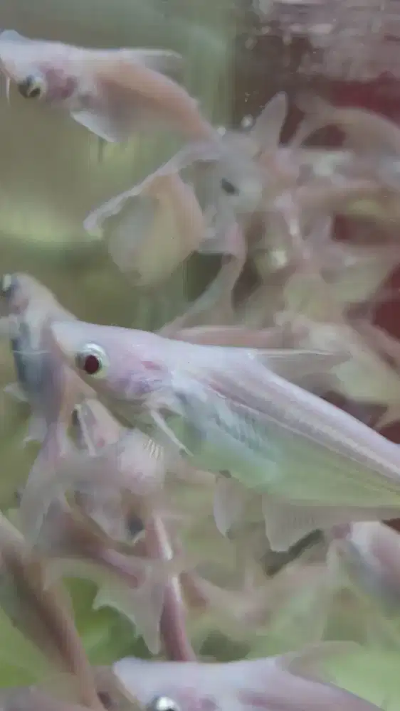 Ptin albino (Tankmate)