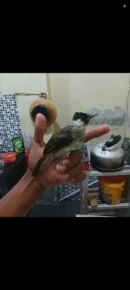 BURUNG KUTILANG RAWATAN