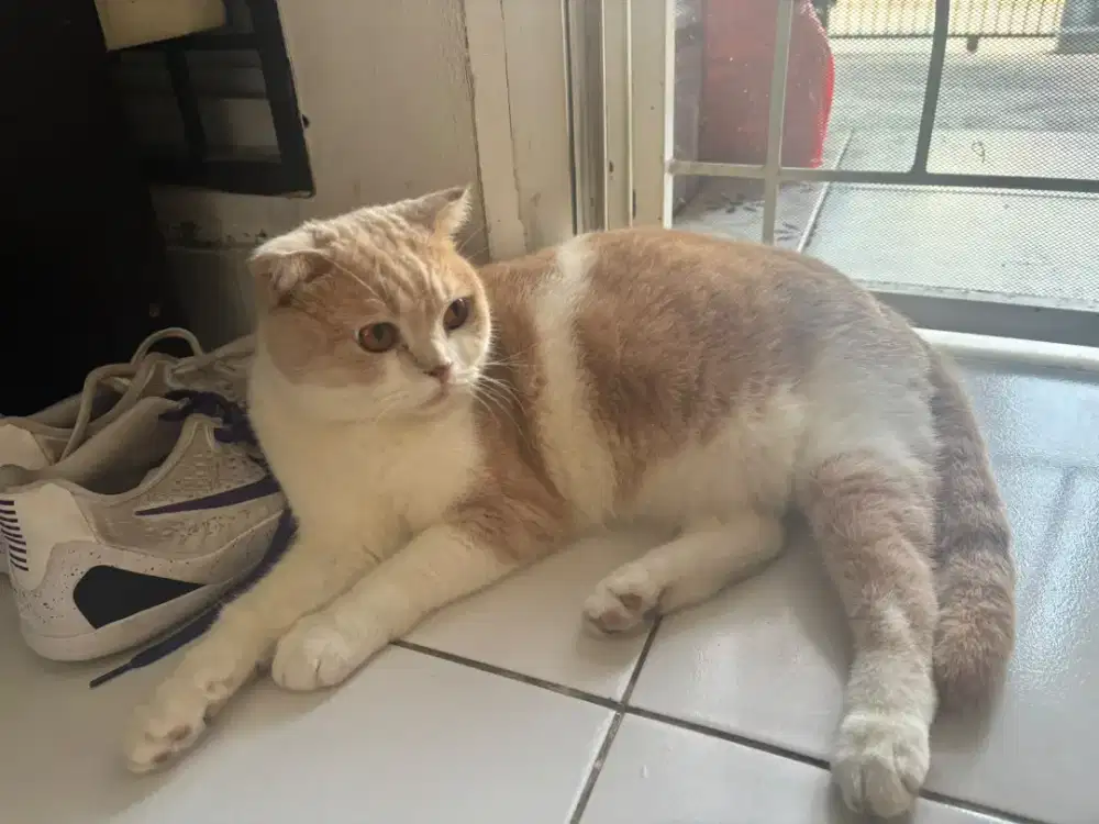 Kucing scootish fold murah