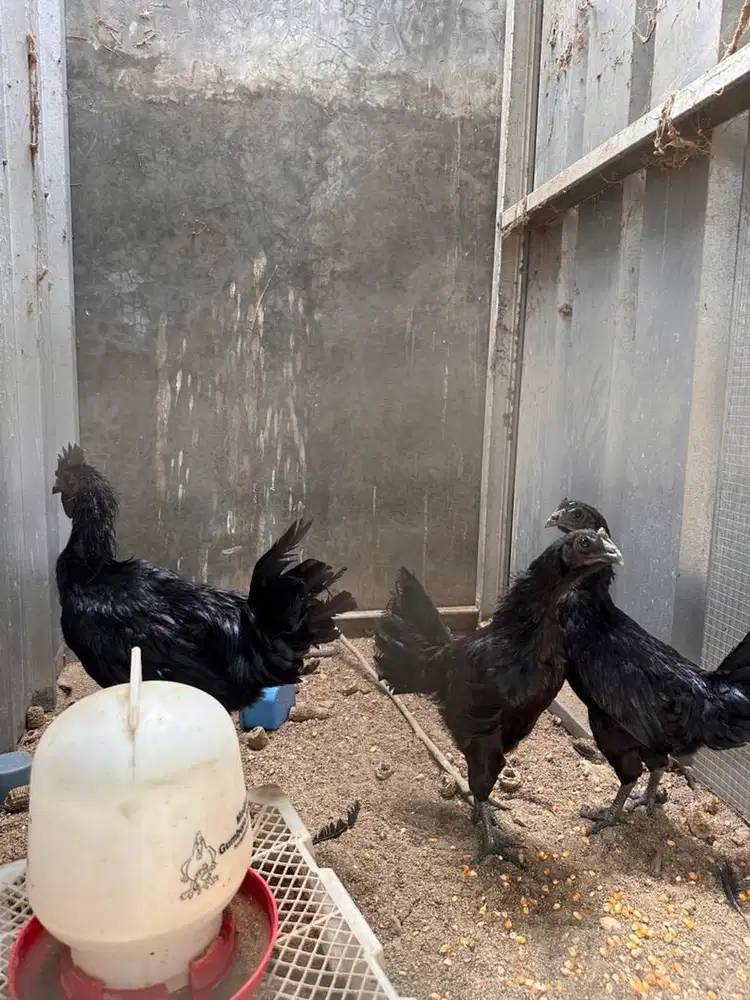 Ayam Cemani Original