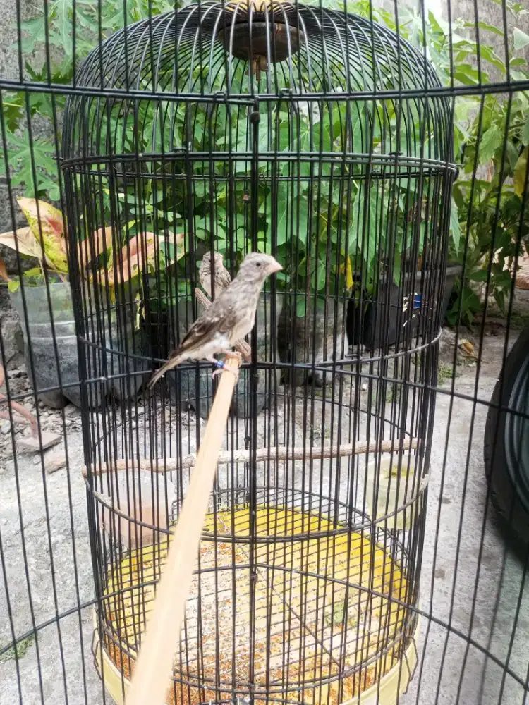 Burung sanger satu sarang