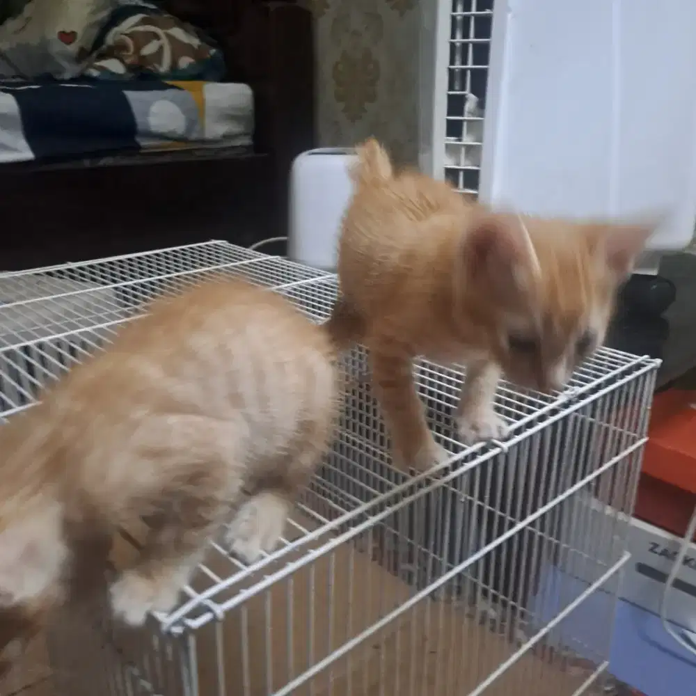Siap adopsi anak kucing betina