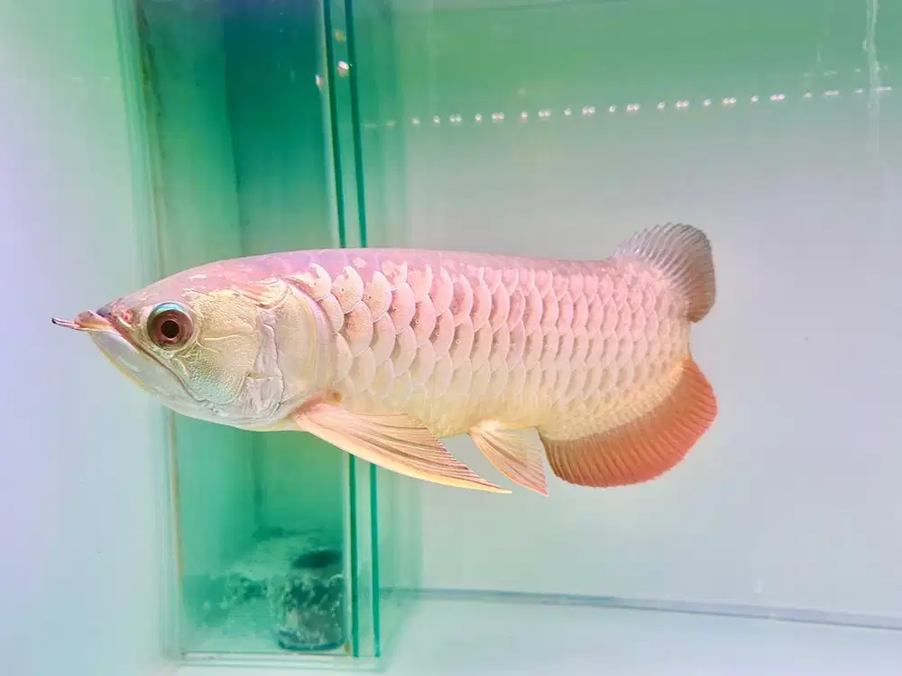 Ikan arwana golden blue 50 cm aquarium