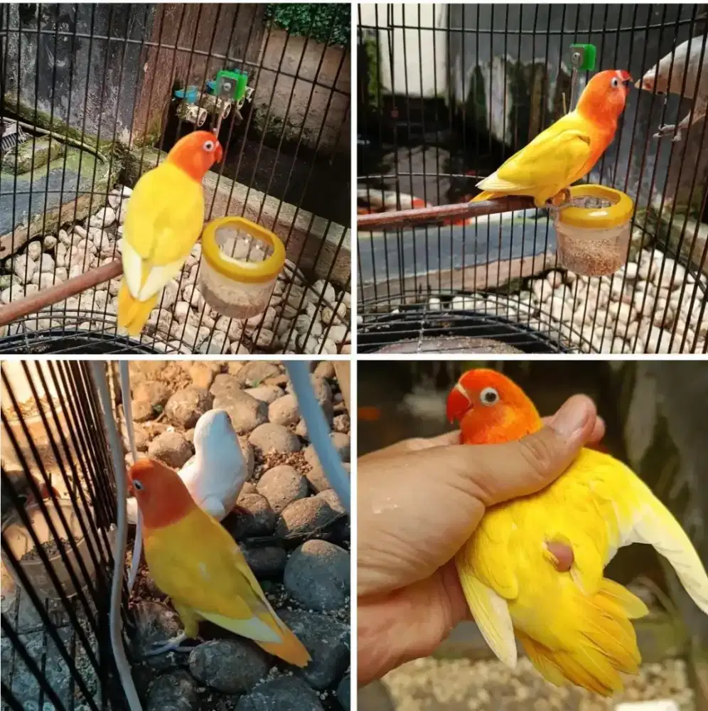LOVE BIRD LUTINO