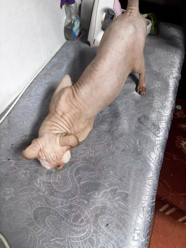 JUAL SANTAI KUCING Sphynx