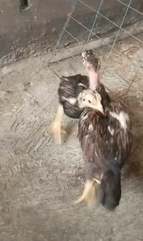 Ayam  bangkok pakoy  sepasang anakan full brakot