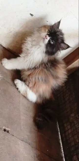 Kitten flatnose