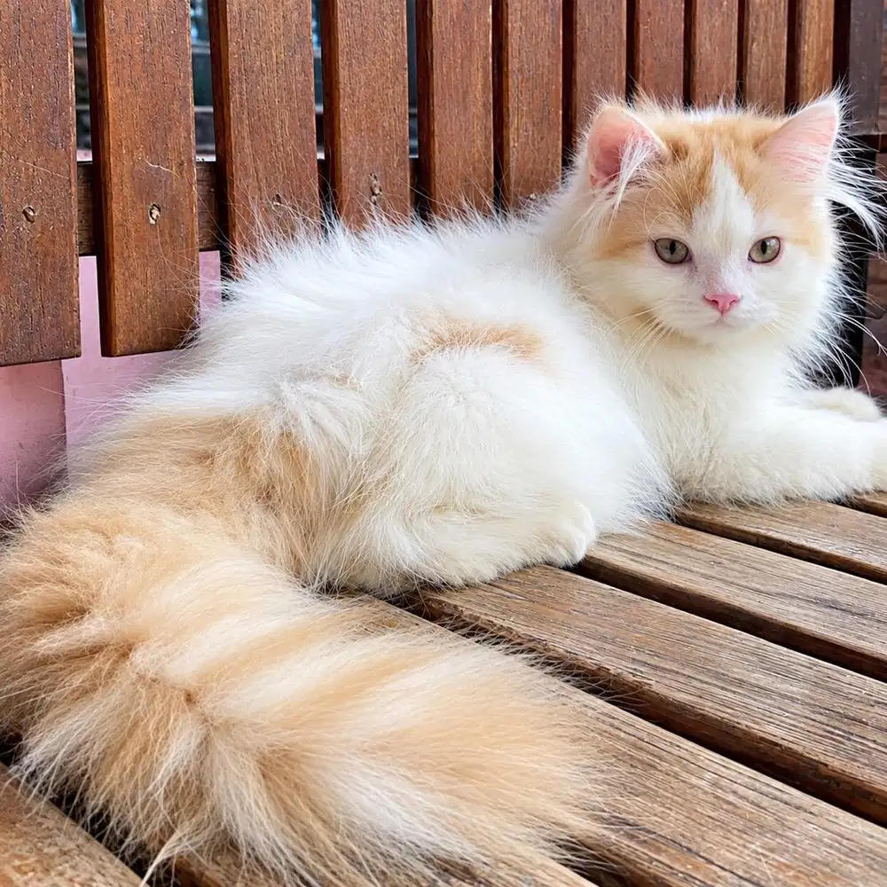 KITTEN PERSIAN FLATNOSE BULU KAPAS LONGHAIR
