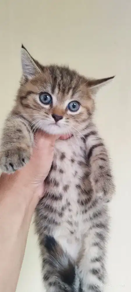 BSH Golden Tabby Jantan 1bulan