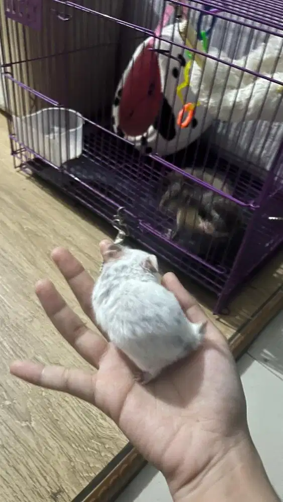 jual murah hamster fujiyama