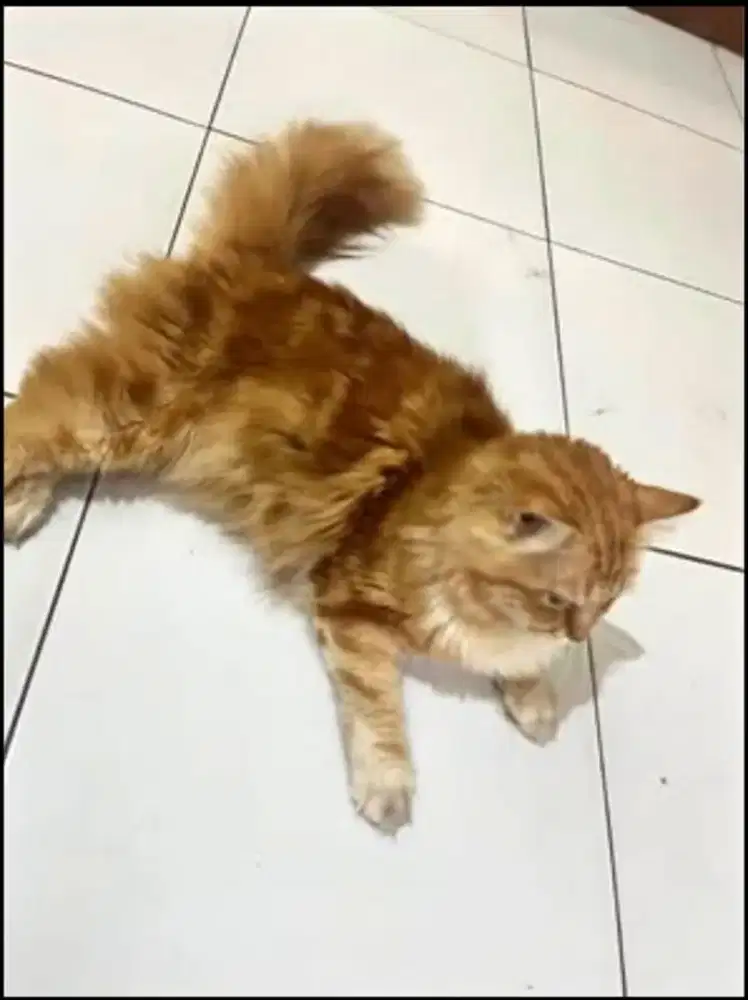Kucing Oren Siberian