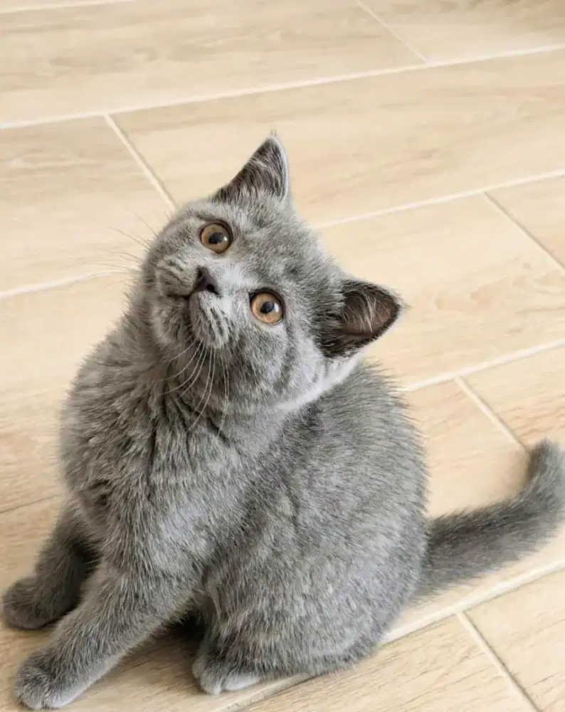 Kucing kitten British shorthair Bluesolid feMalle pure
