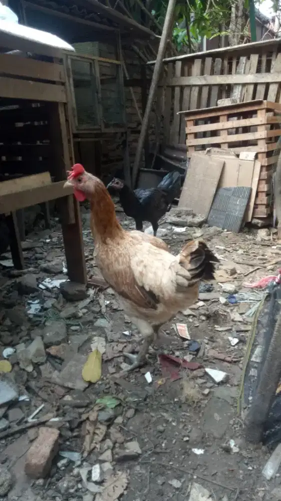 Biang ayam pelung sudah bertelur