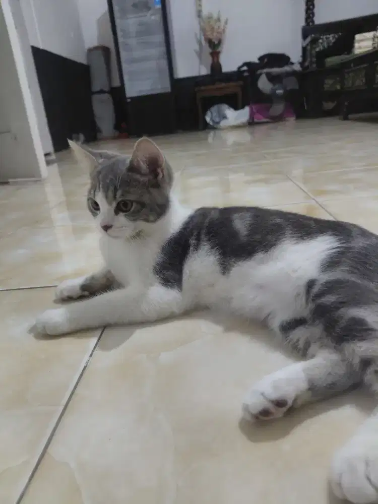 Lepas adopt kucing jantan BSH mix munchkin