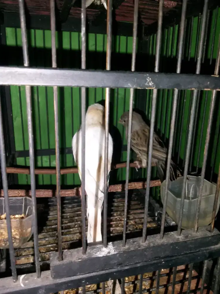 di jual kenari loper sepasang