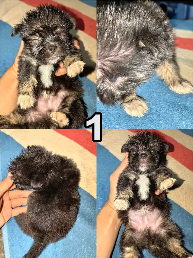 Anak Anjing Maltese x Shihtzu