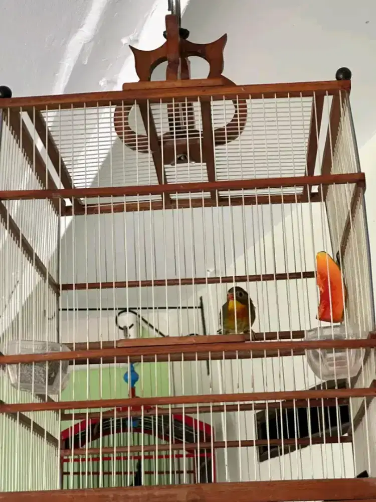 robinn jantan sudah bunyi lumayan rajin