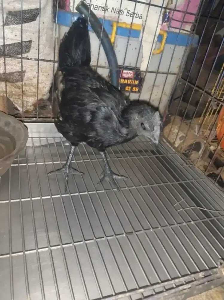 ayam cemani jantan