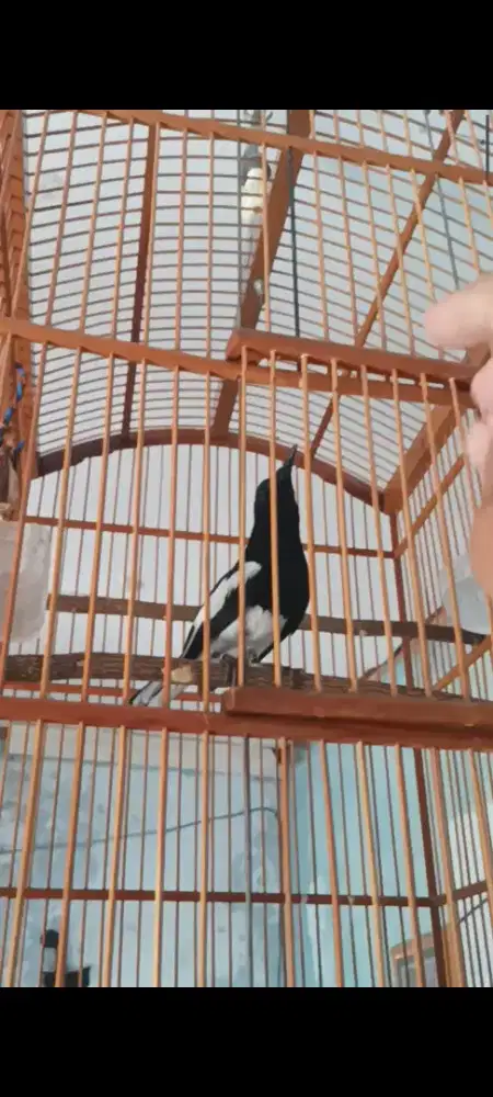 Kacer gacor ngobra cetrekan volume kenceng isian banyak