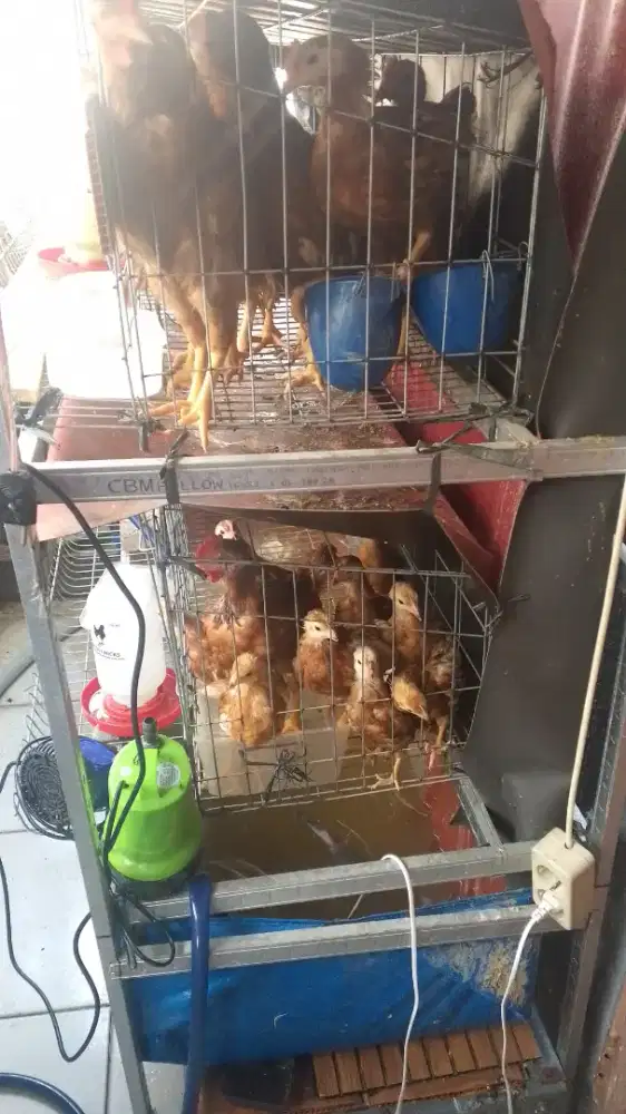 Ayam petelur usia 14 mingguan